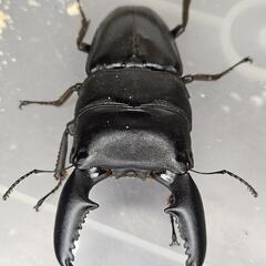 108mm upB同腹 ♂94.5mm×♀50~52mmフリー　スマトラヒラタ　アチェ同腹ペア　

の画像