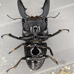 108mm upB同腹 ♂94.5mm×♀50~52mmフリー　スマトラヒラタ　アチェ同腹ペア　

の画像