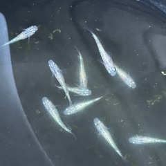 メダカの画像