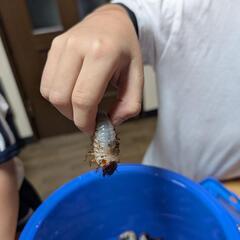 カブトムシ幼虫　2匹50円の画像