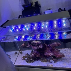 水槽、海水魚などの画像