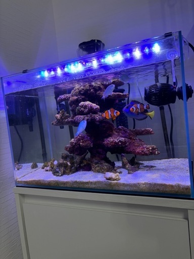 ★水槽、海水魚など★