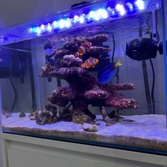 水槽、海水魚などの画像