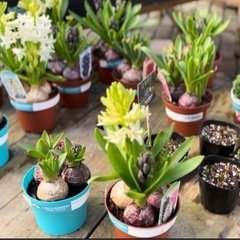 福岡であつまりたい