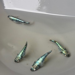 ゴジラメダカ・４匹【種親グレード】の画像
