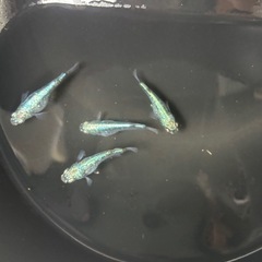 ゴジラメダカ・４匹【種親グレード】の画像