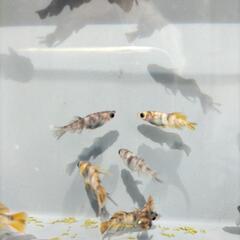 めだか菊虎メダカの画像
