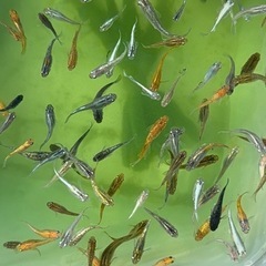 上物〜極上 ミックス 10＋α‬ ざっくりのご要望対応致します。の画像