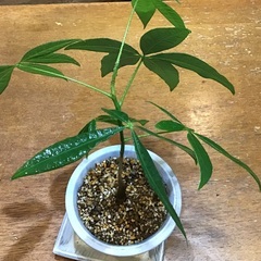 実生パキラの画像