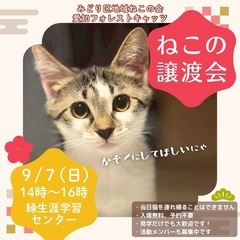 保護猫譲渡会【合同譲渡会】名古屋市緑区　猫多数！