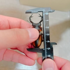 スペキオススシカクワガタ　♂の画像