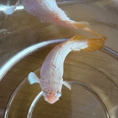 ベタ　PKHMイエロードラゴン　（メス）の画像