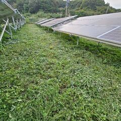 太陽光発電所の除草剤散布と刈払い（業務委託）の画像