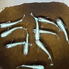 【めだか】エメキン　若魚の画像