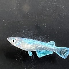 【めだか】エメキン　若魚の画像