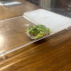 チャコガエルの画像