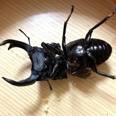 🉐🉐🉐オオクワガタ （元木SP）♂2匹セット 59mm +B76mm➕ アマミノコギリクワガタ ペア（♂65mm ♀フリー）ケース付きの画像