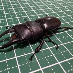 【即ブリ】ヒラタクワガタ♂（47.7mm）-12の画像