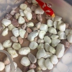 鯉　金魚の画像