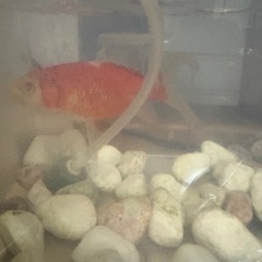 鯉　金魚の画像