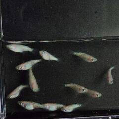 ピンクサファイアラメダルマ　メダカ　10匹　期間限定の画像