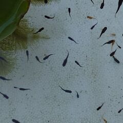 オロチの稚魚から若魚②　メダカの画像