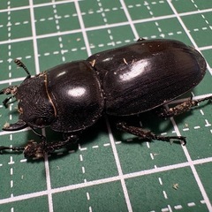 【ワイルド】本土ヒラタクワガタ♀（30.9mm）-02の画像