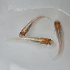 めだか　種親最終放出の画像