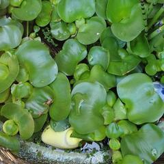 水草ホテイ草、マツモの画像
