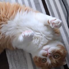 スコティッシュフォールドのオス猫13歳