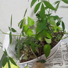 観葉植物（5種類位）の画像