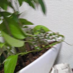 観葉植物（5種類位）の画像