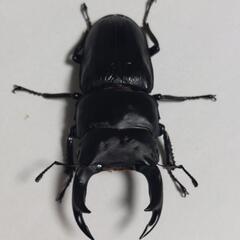 国産オオクワガタ福島県伊南産WF3成虫1ペア⑥の画像