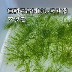 【大人気で残り2鉢のみ⭐簡単⭐沈めるだけ】無料で浮草もプレゼント!　メダカ　ビオトープ　ミリオフィラム　オオフサモ　パロットフェザー簡単⭐沈めるだけ】無料で浮草もプレゼント!　メダカ　ビオトープ　ミリオフィラム　オオフサモ　パロットフェザーの画像