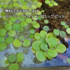 【大人気で残り2鉢のみ⭐簡単⭐沈めるだけ】無料で浮草もプレゼント!　メダカ　ビオトープ　ミリオフィラム　オオフサモ　パロットフェザー簡単⭐沈めるだけ】無料で浮草もプレゼント!　メダカ　ビオトープ　ミリオフィラム　オオフサモ　パロットフェザーの画像
