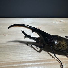 大人気‼️特価‼️ ヘラクレスオオカブト ♂オス ♀ペア の出品なります。 ●サイズは １３０mm〜１５０mm台になりますの画像