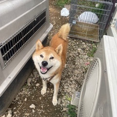 茶こ君♂ お散歩大好き