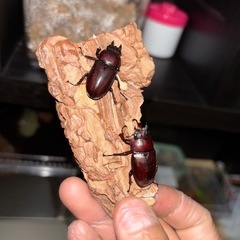 ノコギリ♂♀♀(おまけミヤマ♀2)
の画像