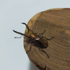 メタリフェルオスの画像