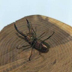 メタリフェルオスの画像