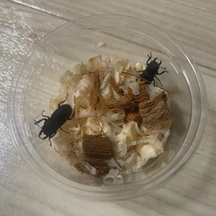 コクワガタ♂ 天然採集WD 空知産 大型44.5mm～20mmまで １匹100円～の画像