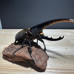 大人気‼️特価‼️ ヘラクレスオオカブト ♂オス 単体 になります。 ●サイズは １３０mm〜１５０mm台になりますの画像