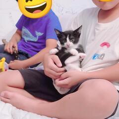 タキシード　オス　写真は2025/08/13のものです