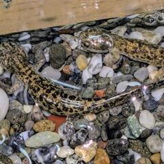 北海道産　エゾサンショウウオ　4匹の画像
