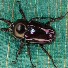 ニジイロクワガタ 紫紺 小さめ オス 単品 ⑧の画像