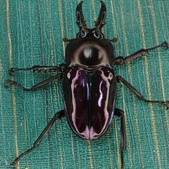 ニジイロクワガタ 紫紺 小さめ オス 単品 ⑧の画像