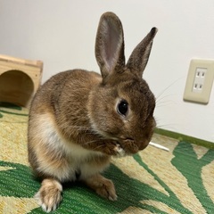 うさぎさんの里親募集