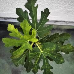 イチジク苗【セレスト】│B│味は糖度18度と高く、ねっとりとした濃厚な食感でとても美味しいです。桃フレーバーと感じる日本人も多いです。の画像