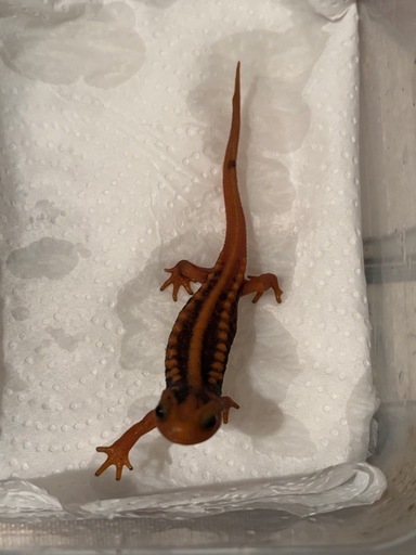 ミナミイボイモリ