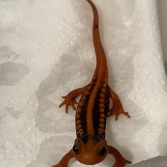 ミナミイボイモリの画像